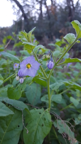 iNaturalist observation photo of bluewitch nightshade