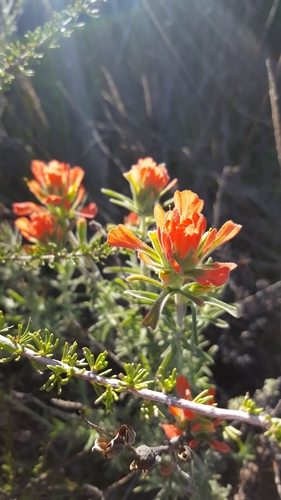 iNaturalist observation photo of Felt Paintbrush