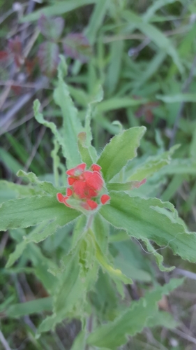 iNaturalist observation photo of Coast Paintbrush