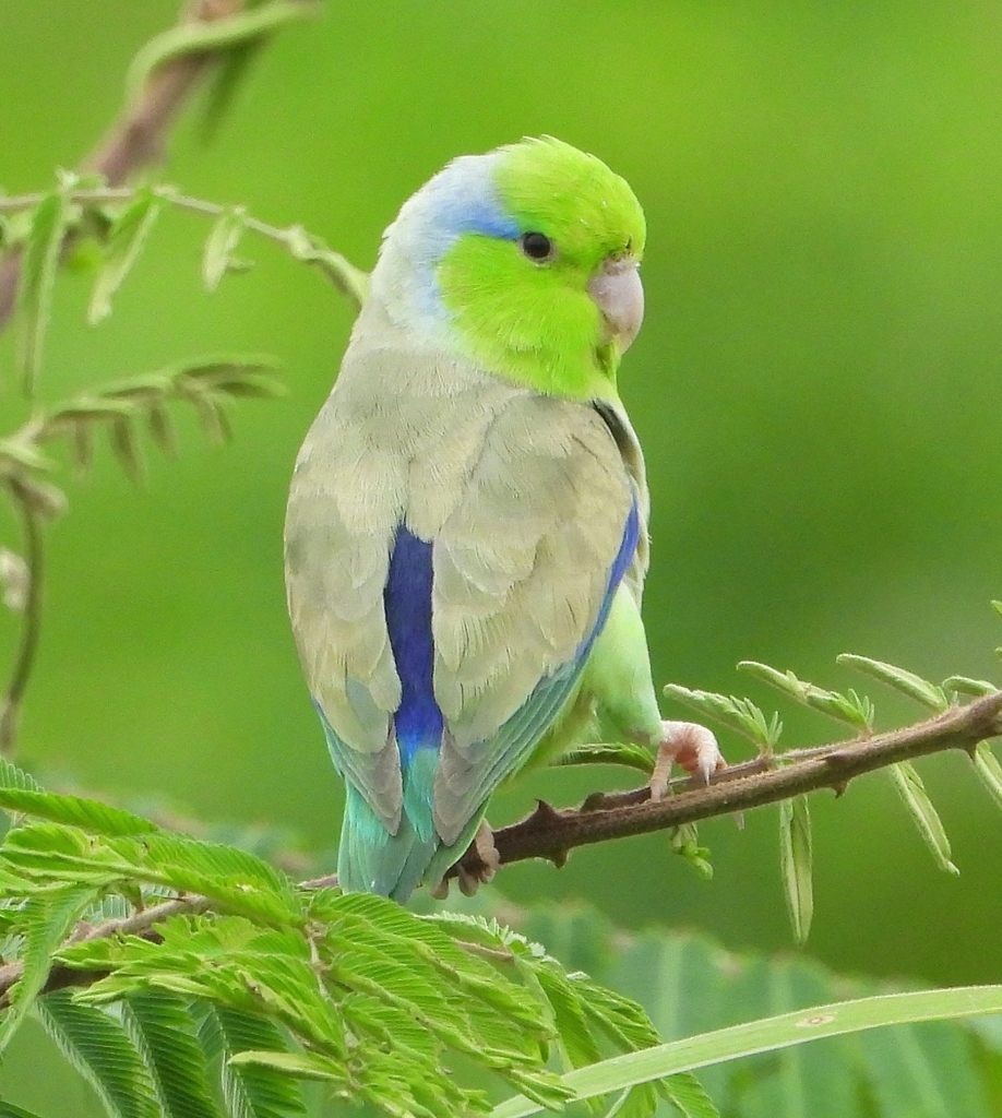 Pacific parrotlet