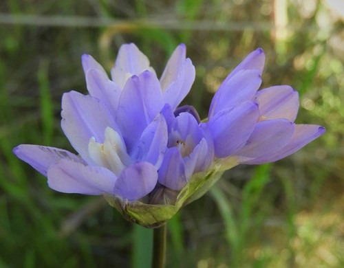 iNaturalist observation photo of blue dicks