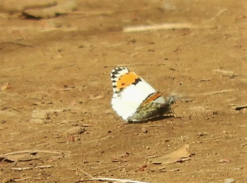 iNaturalist observation photo of Sara Orangetip