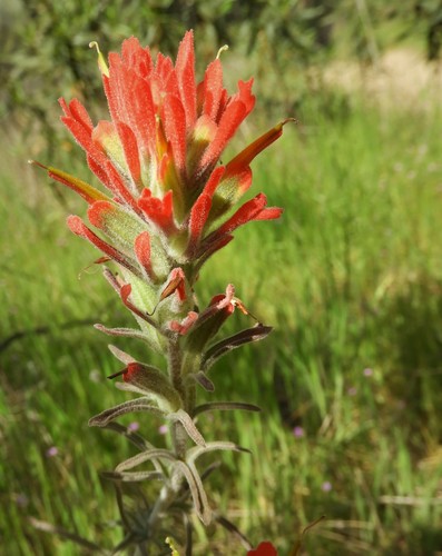 iNaturalist observation photo of Felt Paintbrush