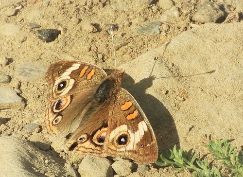 iNaturalist observation photo of Gray Buckeye