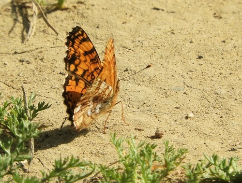 iNaturalist observation photo of Mylitta Crescent