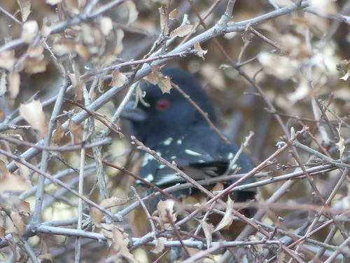 iNaturalist observation photo of Spotted Towhee