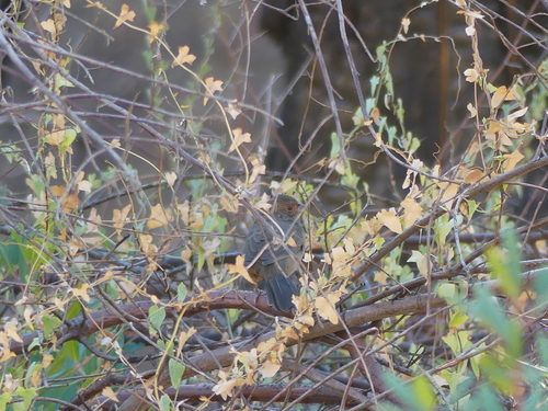 iNaturalist observation photo of California Towhee