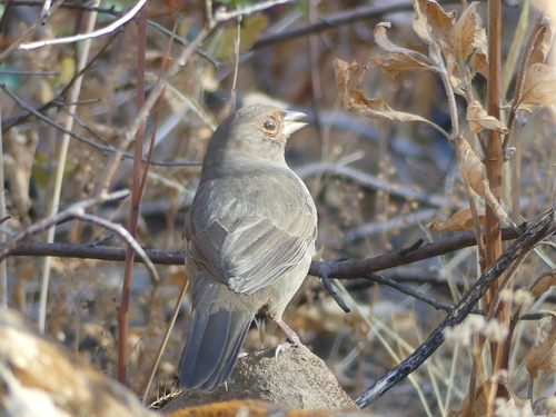 iNaturalist observation photo of California Towhee