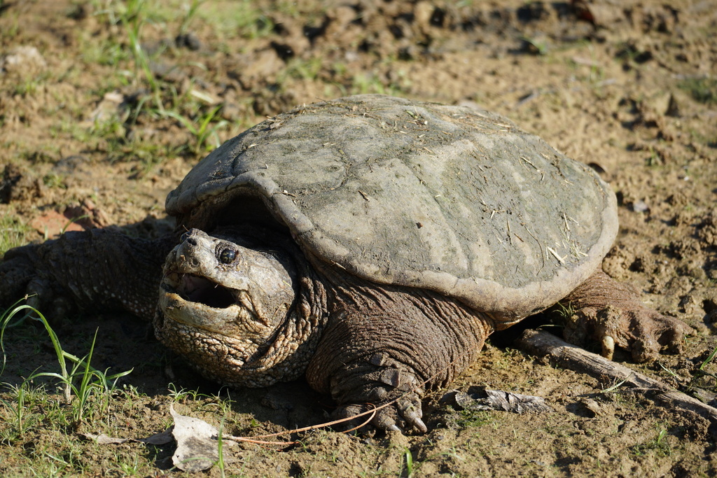 Common snapping turtle vs alligator snapping turtle