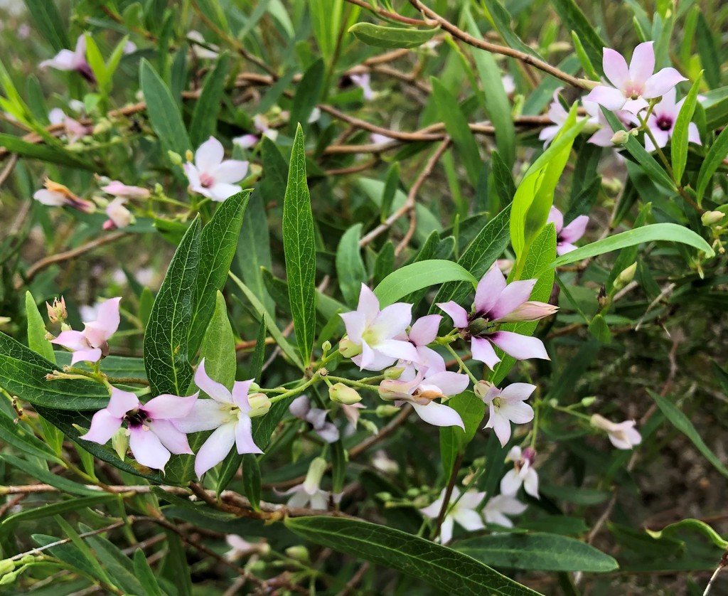 Davidsando, 2021, Sweet Apple-Berry Billardiera cymosa,  https://www.inaturalist.org/observations/99607212