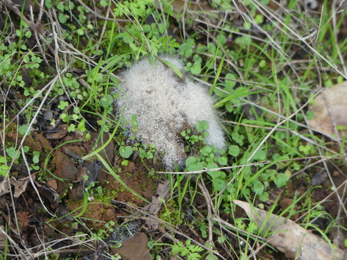 iNaturalist observation photo of Phycomyces