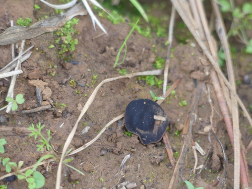 iNaturalist observation photo of Sarcosomataceae