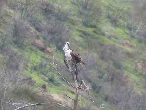 iNaturalist observation photo of Osprey