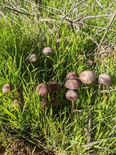 iNaturalist observation photo of Maroon Brittlestem