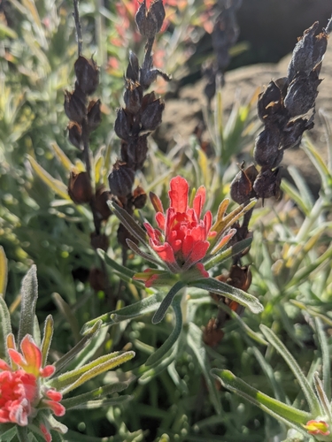 iNaturalist observation photo of Felt Paintbrush