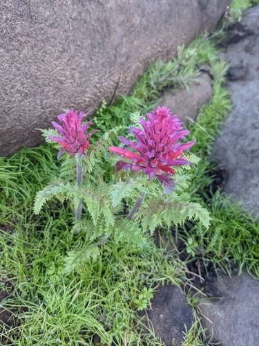 iNaturalist observation photo of Warrior's Plume