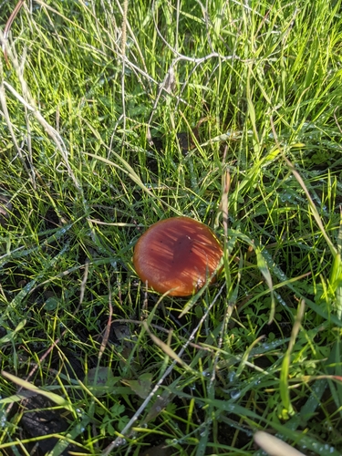 iNaturalist observation photo of Mushrooms, Bracket Fungi, Puffballs, and Allies