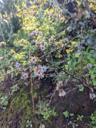 iNaturalist observation photo of asters and allies