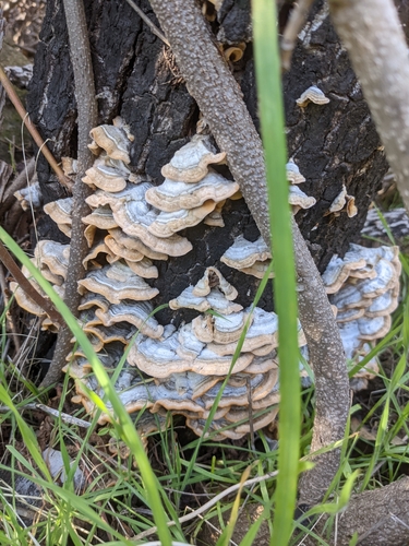 iNaturalist observation photo of Shelf Fungi
