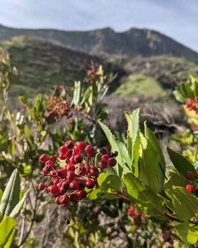 iNaturalist observation photo of Toyon
