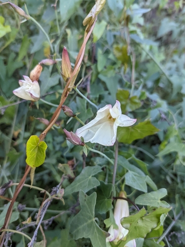 iNaturalist observation photo of false bindweeds