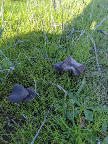 iNaturalist observation photo of Entolomataceae