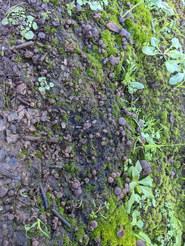 iNaturalist observation photo of Fungi Including Lichens