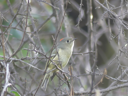 iNaturalist observation photo of Ruby-crowned Kinglet