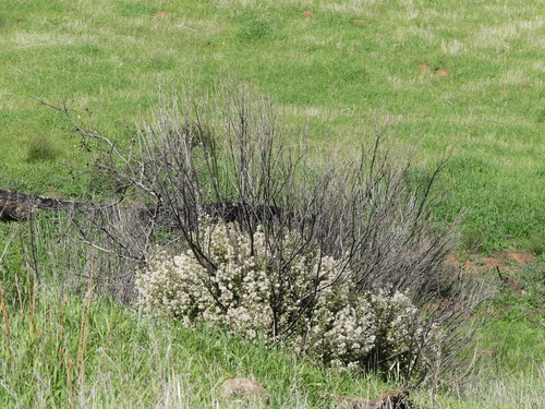 iNaturalist observation photo of coyote brush