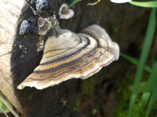 iNaturalist observation photo of turkey-tail