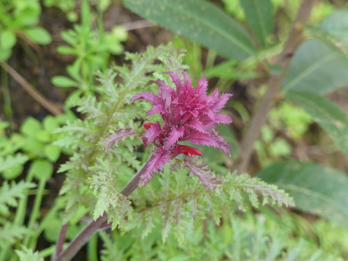 iNaturalist observation photo of Warrior's Plume