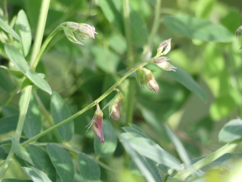 iNaturalist observation photo of Vetches