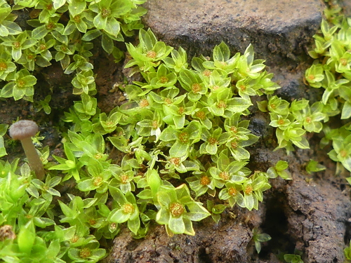 iNaturalist observation photo of Mosses