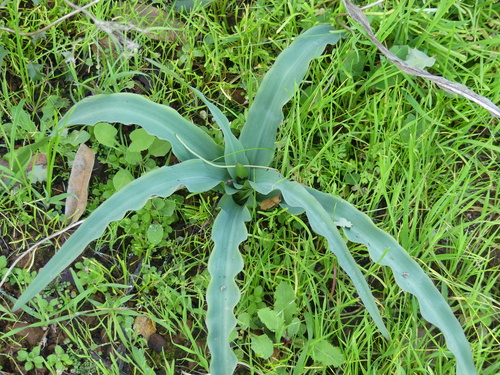 iNaturalist observation photo of wavy-leafed soap plant