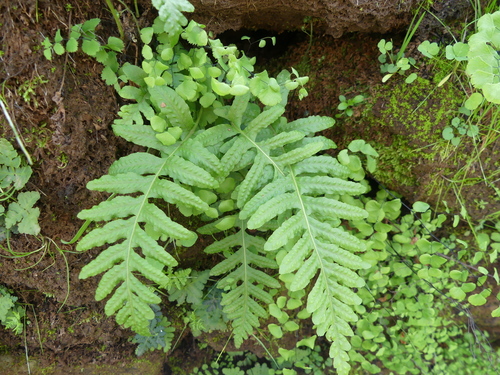 iNaturalist observation photo of California Polypody
