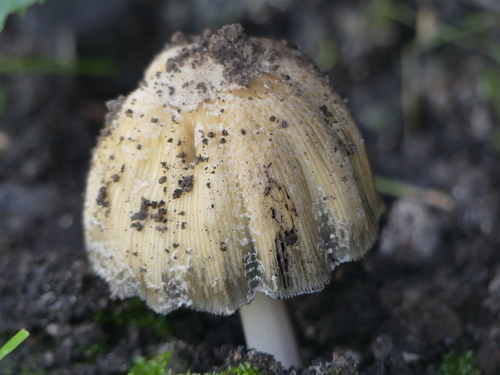 iNaturalist observation photo of Coprinellus bipellis