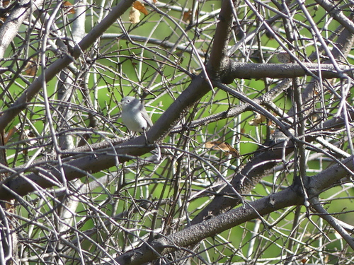 iNaturalist observation photo of Blue-gray Gnatcatcher
