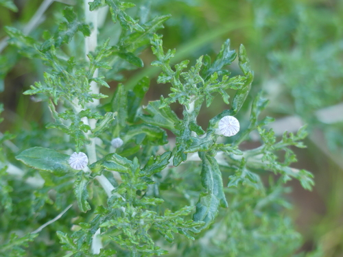 iNaturalist observation photo of Asteroideae