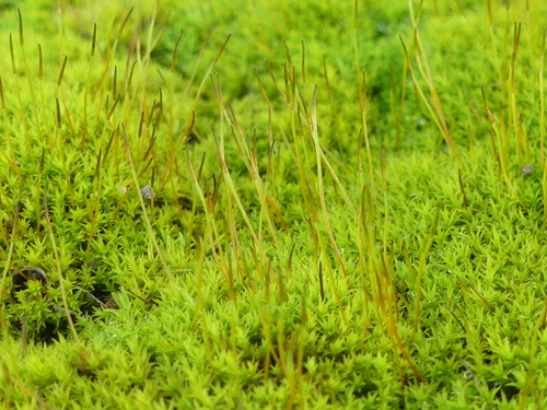 iNaturalist observation photo of Pottiaceae