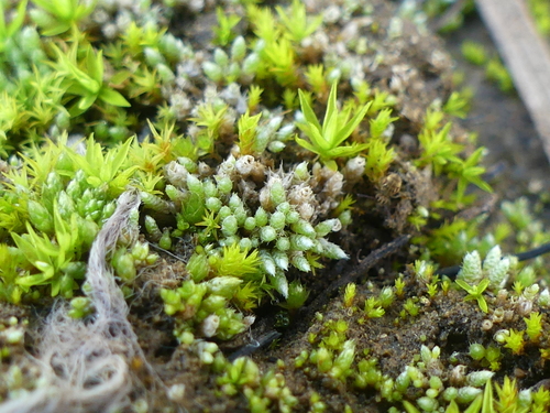 iNaturalist observation photo of Mosses