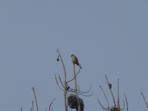 iNaturalist observation photo of American Kestrel