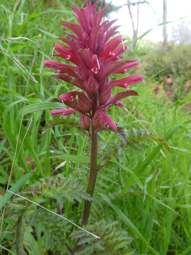 iNaturalist observation photo of Warrior's Plume