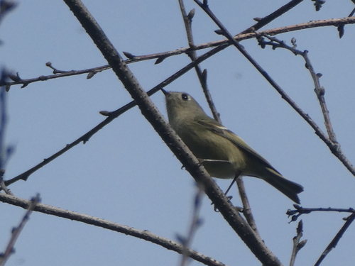 iNaturalist observation photo of Ruby-crowned Kinglet