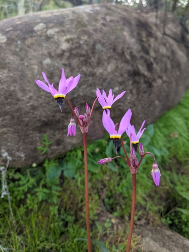 iNaturalist observation photo of Shooting Stars