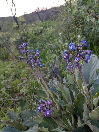 iNaturalist observation photo of Pacific hound's tongue