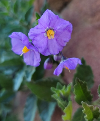 iNaturalist observation photo of bluewitch nightshade