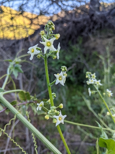 iNaturalist observation photo of California manroot