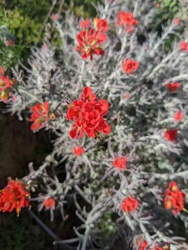 iNaturalist observation photo of Felt Paintbrush