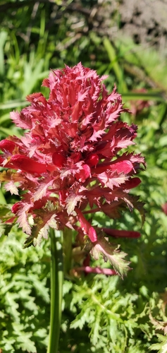 iNaturalist observation photo of Warrior's Plume
