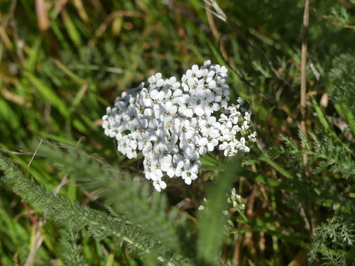 iNaturalist observation photo of common yarrow